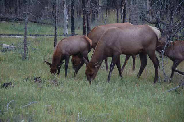 mule deer